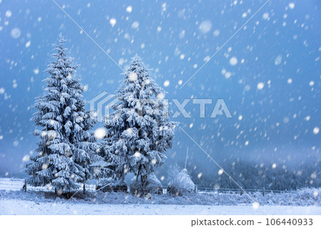 Christmas background with snowy fir trees Christmas background with snowy fir trees 106440933