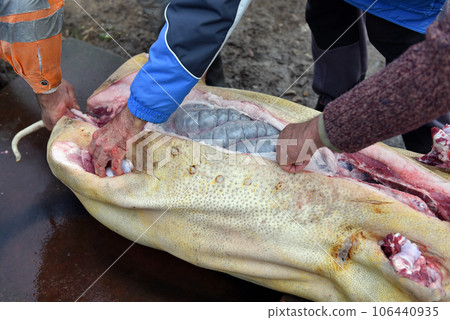 Slaughterman cutting off the chitterlings of a pig Slaughterman cutting off the chitterlings of a pig 106440935