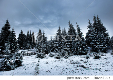 Christmas background with snowy fir trees 106441023
