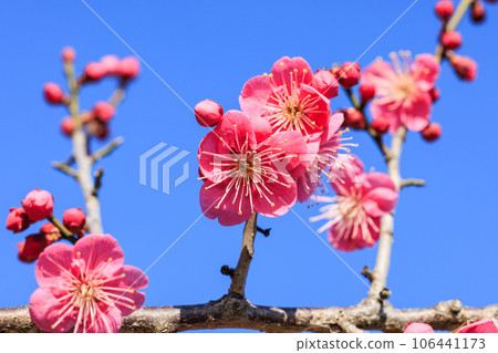 Plum blossom red plum 106441173