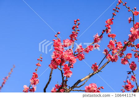 Plum blossom red plum 106441174
