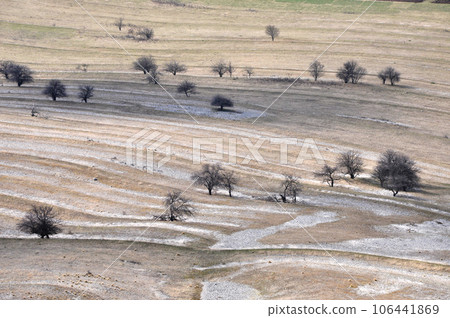 Pasture with isolated trees Pasture with isolated trees 106441869