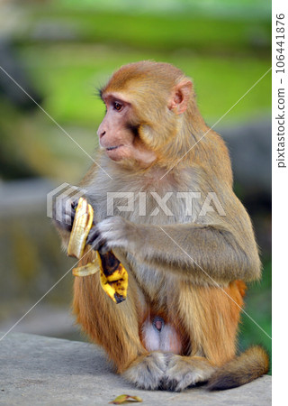 Monkey eating banana Monkey eating banana 106441876