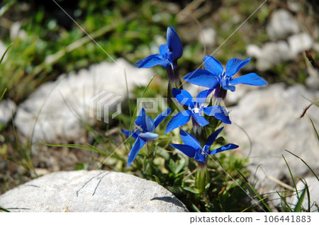 Gentiana flower 106441883