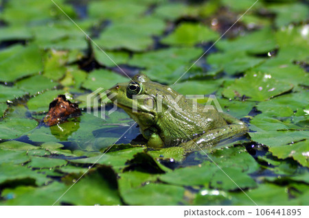 Green bullfrog 106441895