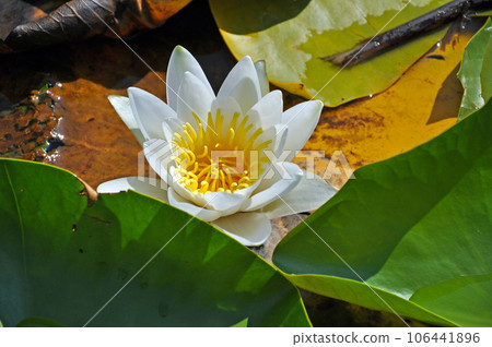 Water lily in the Danube delta Water lily in the Danube delta 106441896