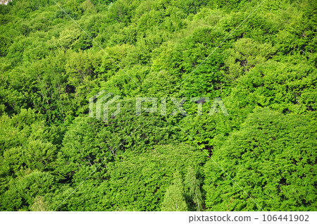 Forest background Forest background 106441902
