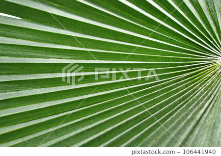Abstract close-up of a green palm leaf Abstract close-up of a green palm leaf 106441940