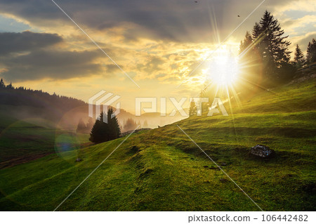 fir trees on meadow between hills with coniferous forest in fog under the cloudy sky at sunset. beautiful rural landscape in evening light 106442482