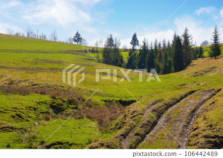 countryside with grassy pastures on the hills and spruce trees. carpathian rural landscape on a sunny day countryside with grassy pastures on the hills and spruce trees. carpathian rural landscape on a sunny day 106442489