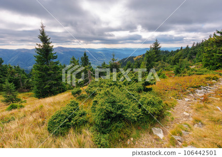 forested hills of carpathian mountains. spruce trees on the grassy slope. beautiful nature landscape on a cloudy day in early autumn forested hills of carpathian mountains. spruce trees on the grassy slope. beautiful nature landscape on a cloudy day in early autumn 106442501