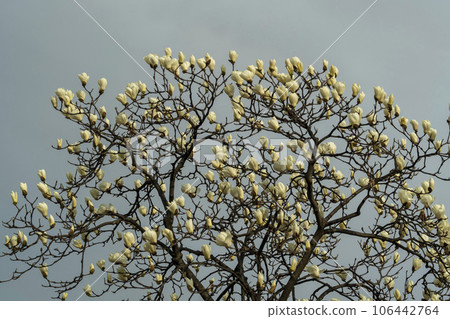 magnolia magnolia 106442764