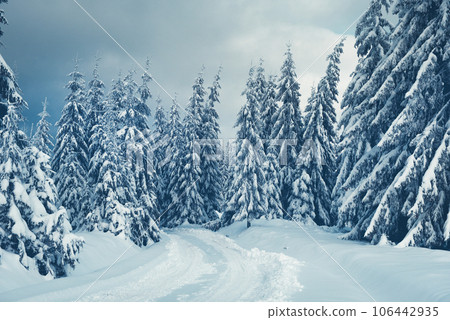 Mountain snow covered countryside road and fir trees Mountain snow covered countryside road and fir trees 106442935