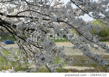 Cherry Blossom 106443110