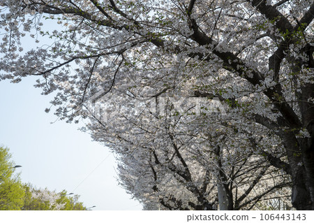 Cherry Blossom 106443143