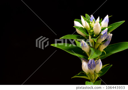 Gentian Gentian 106443933