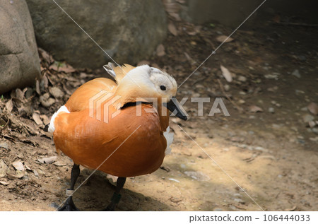 Walking red shelduck 106444033