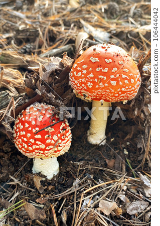 Red wild poisonous Fly Agaric mushroom in forest in autumn among dry leaves in sunny day. Amanita Muscaria. Nature of autumn forest. Red wild poisonous Fly Agaric mushroom in forest in autumn among dry leaves in sunny day. Amanita Muscaria. Nature of autumn forest. 106444042