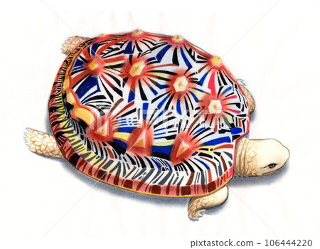 land turtle 2 land turtle 2 106444220