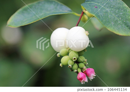 Snowberry pink flowers and white fruits in close up Snowberry pink flowers and white fruits in close up 106445134