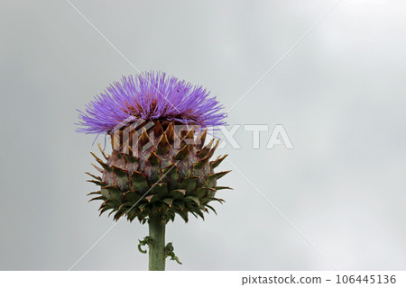 Purple cardoon flower in close up Purple cardoon flower in close up 106445136