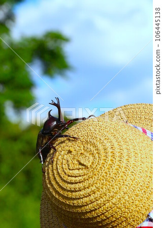 Scenery of beetles climbing straw hats under the summer sky in Satoyama 106445138