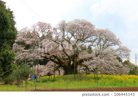 Yoshitaka's Great Cherry Blossoms and Rape Blossoms Yamazakura Yoshitaka, Inzai City, Chiba Prefecture A single cherry tree over 300 years old designated as a natural monument 106445143