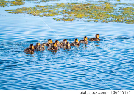 Cute little duckling swimming alone in a lake or river with calm water Cute little duckling swimming alone in a lake or river with calm water 106445155