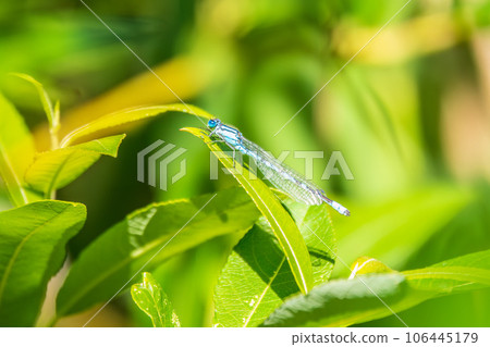 Small dragonfly Enallagma cyathigerum, the common blue damselfly, female. on a blade of grass 106445179