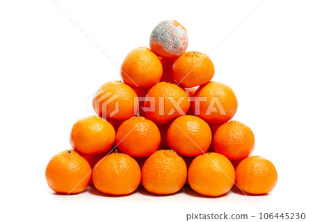 Orange tangerine with mold on white. Control error concept. Orange tangerine with mold on white. Control error concept. 106445230