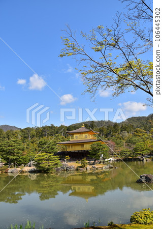 日本春天的京都、世界遺產金閣寺、金色舍利堂、綠意盎然的六園寺花園和鏡子池 日本春天的京都、世界遺產金閣寺、金色舍利堂、綠意盎然的六園寺花園和鏡子池 106445302