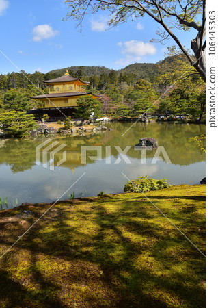 日本春天的京都、世界遺產金閣寺、金色舍利堂、綠意盎然的六園寺花園和鏡子池 日本春天的京都、世界遺產金閣寺、金色舍利堂、綠意盎然的六園寺花園和鏡子池 106445303