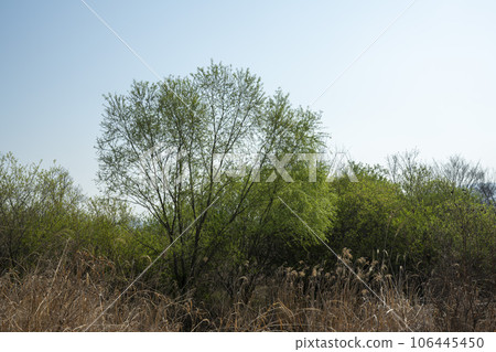 Yeongsan River Bicycle Path 106445450