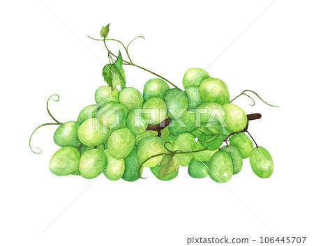 Watercolor painting of Green grapes. Watercolor painting of Green grapes. 106445707