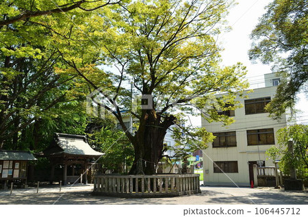 Kumagaya City, Saitama Prefecture Sacred tree of Takagi Shrine that enshrines the god of musubi Kumagaya City, Saitama Prefecture Sacred tree of Takagi Shrine that enshrines the god of musubi 106445712