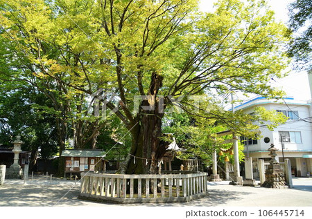 Kumagaya City, Saitama Prefecture Sacred tree of Takagi Shrine that enshrines the god of musubi 106445714