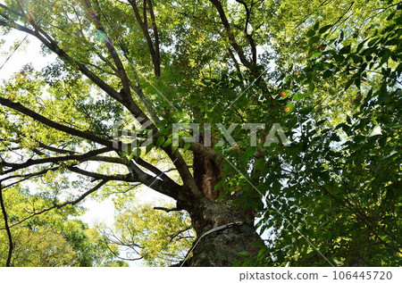 埼玉縣熊谷市供奉結之神的高木神社的神木 埼玉縣熊谷市供奉結之神的高木神社的神木 106445720
