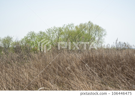 Yeongsan River Bicycle Path Yeongsan River Bicycle Path 106446475
