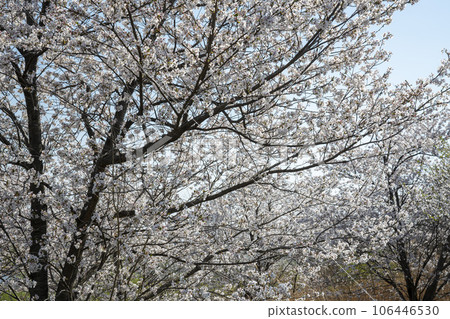 Yeongsan River Bicycle Path 106446530