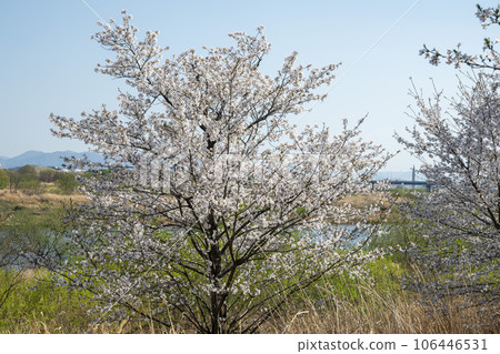 Yeongsan River Bicycle Path Yeongsan River Bicycle Path 106446531