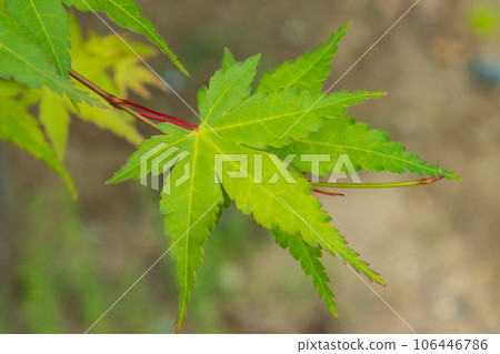 藍楓 藍楓 106446786