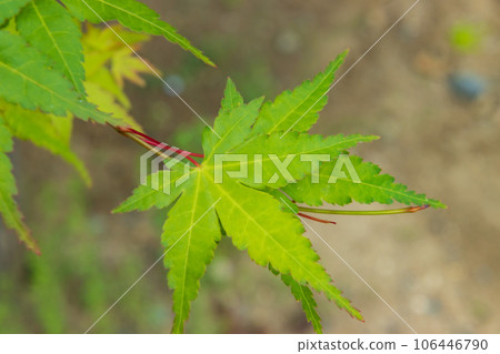 Blue maple Blue maple 106446790