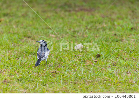 Little bird walking Little bird walking 106446801