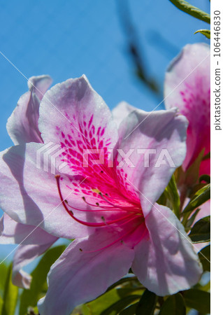 杜鵑花的花和藍天 杜鵑花的花和藍天 106446830
