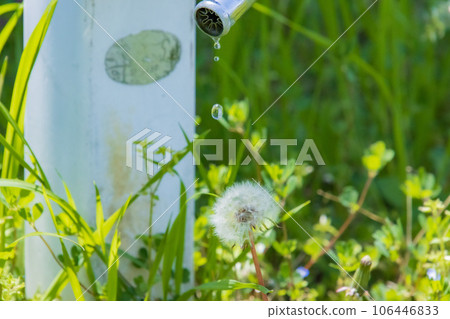 Drops dripping on dandelion fluff Drops dripping on dandelion fluff 106446833