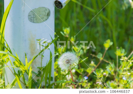 Drops dripping on dandelion fluff 106446837
