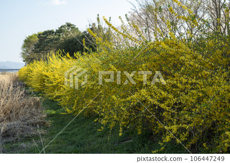 Yeongsan River bicycle path 106447249