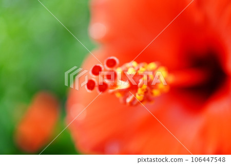 紅芙蓉 紅芙蓉 106447548