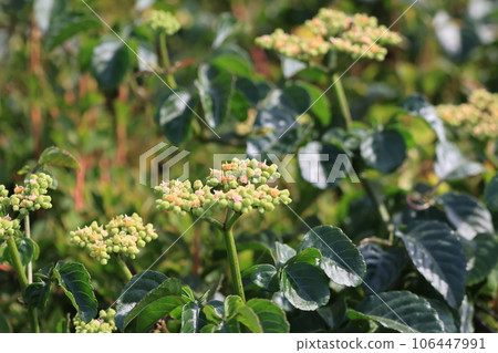 Cayratia japonicum flower taken in close-up Cayratia japonicum flower taken in close-up 106447991