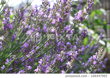 Lavender flowers taken close-up 106447995